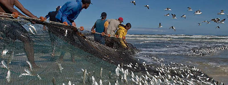 Local fisherman haul in a beach seine net. Photo taken in False Bay, South Africa